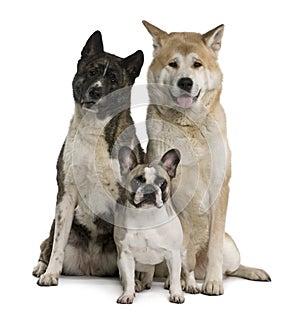 Akita inu dogs and French bulldog sitting photo