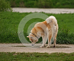 Akita Inu Drinking Water photo