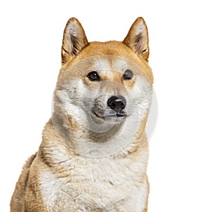 Akita inu, isolated