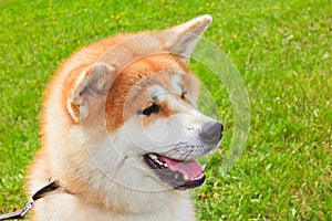 Akita Inu Japanese Dog