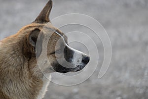 Akita inu japanese guard dog. Dog's head close-up photo