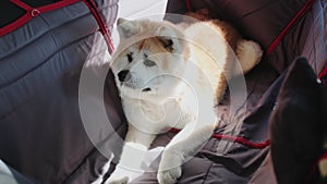 Akita inu lying on the hammock at the back seat during trip by car