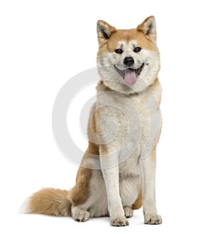 Akita Inu panting