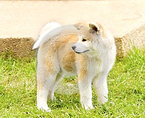 Akita Inu