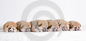 Akita inu puppies