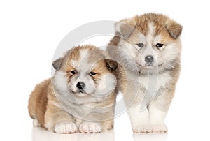 Akita Inu Puppies over white background