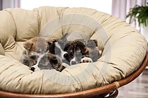 Akita inu puppies in papasan chair. Cute dogs