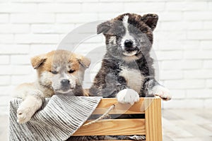 Akita inu puppies in wooden crate against white wall. Cute dogs