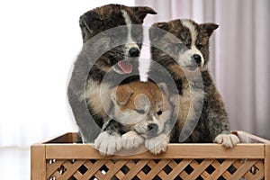Akita inu puppies in wooden crate. Lovely dogs