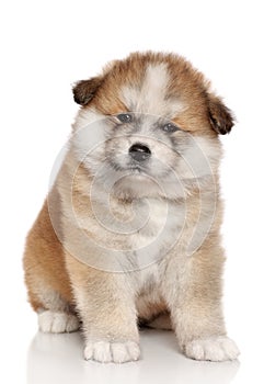 Akita-inu puppy