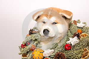 Akita Inu puppy in a Christmas wreath