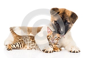 Akita inu puppy dog with bengal cat together. on white
