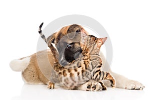 Akita inu puppy dog fights with little bengal cat. on white photo