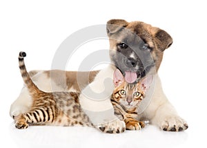 Akita inu puppy dog hugs bengal kitten. isolated on white