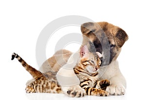 Akita inu puppy dog hugs bengal kitten. isolated on white