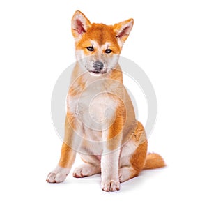 Akita Inu puppy dog isolated on white