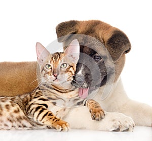 Akita inu puppy dog licking a bengal cat. isolated