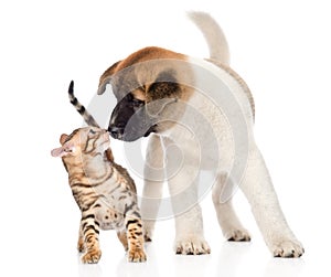 Akita inu puppy dog sniffs bengal kitten. isolated on white