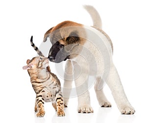 Akita inu puppy dog sniffs bengal kitten. isolated on white photo