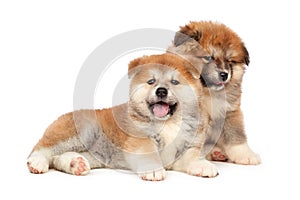 Akita Inu puppy dog on white background