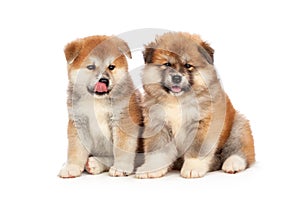 Akita Inu puppy dog on white background