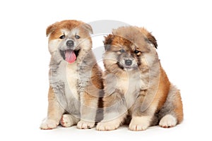 Akita Inu puppy dog on white background