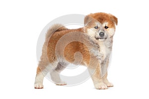 Akita Inu puppy dog on white background