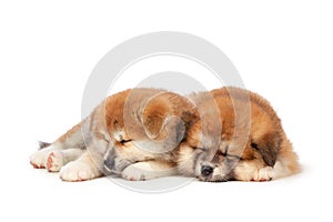 Akita Inu puppy dog on white background