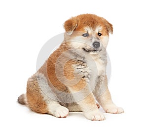 Akita Inu puppy dog on white background