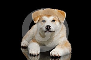 Akita Inu Puppy isolated on Black Background