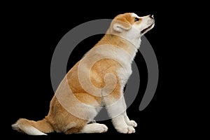 Akita Inu puppy isolated on Black Background