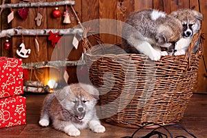 Akita-inu puppy lies over wood background