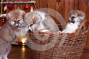 Akita-inu puppy lies over wood background