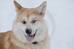 Akita inu puppy is looking at the camera in the winter park. Japanese akita or great japanese dog. Pet animals.