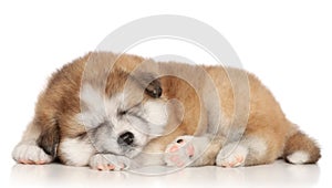Akita inu puppy sleep