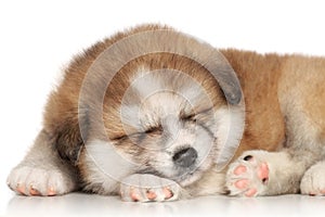 Akita inu puppy sleep