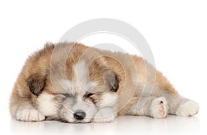 Akita-inu puppy sleep