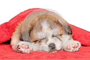 Akita inu puppy sleep under blanket