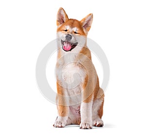 Akita Inu purebred puppy dog isolated on white