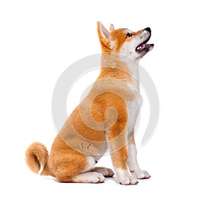 Akita Inu purebred puppy dog. Shiba inu