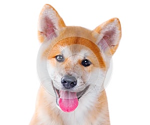 Akita Inu purebred puppy dog. Shiba inu