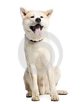 Akita Inu sitting and sticking his tongue out, 2 years old
