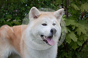 Akita inu is standing near a green tree. Akita ken or japanese akita.