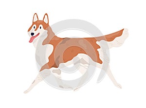 Akita Inu walking with tongue hanging out. Smiling adorable doggy. Happy Alaskan Malamute going. Colored flat vector