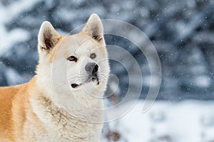 Akita Inu Winter Background