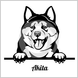 Akita - Peeking Dogs - breed face head isolated on white photo