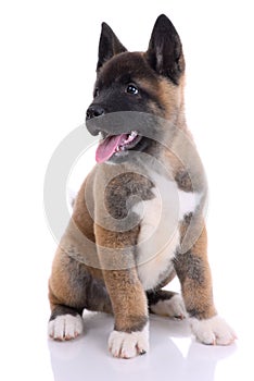 Akita purebred puppy