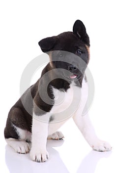 Akita purebred puppy