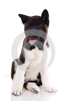 Akita purebred puppy