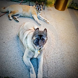 Akita relaxing beautiful  doggo cool